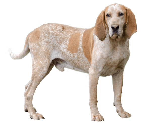 American english coonhound hot sale puppies