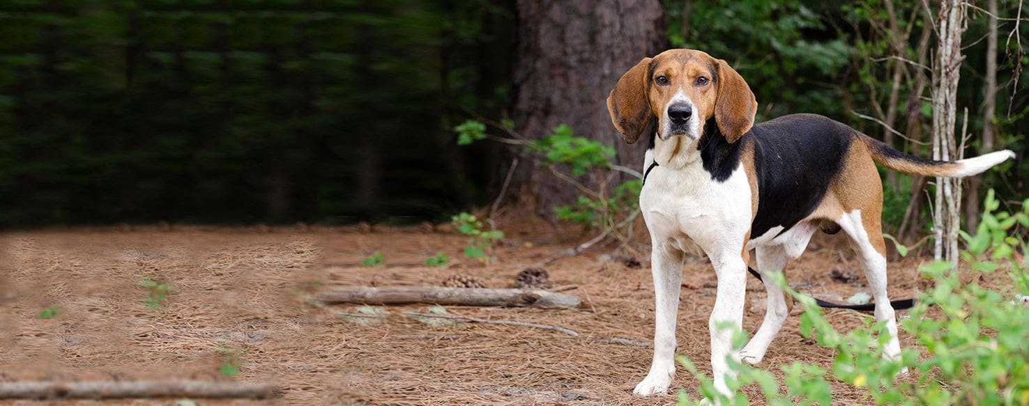 redtick english coonhound puppy