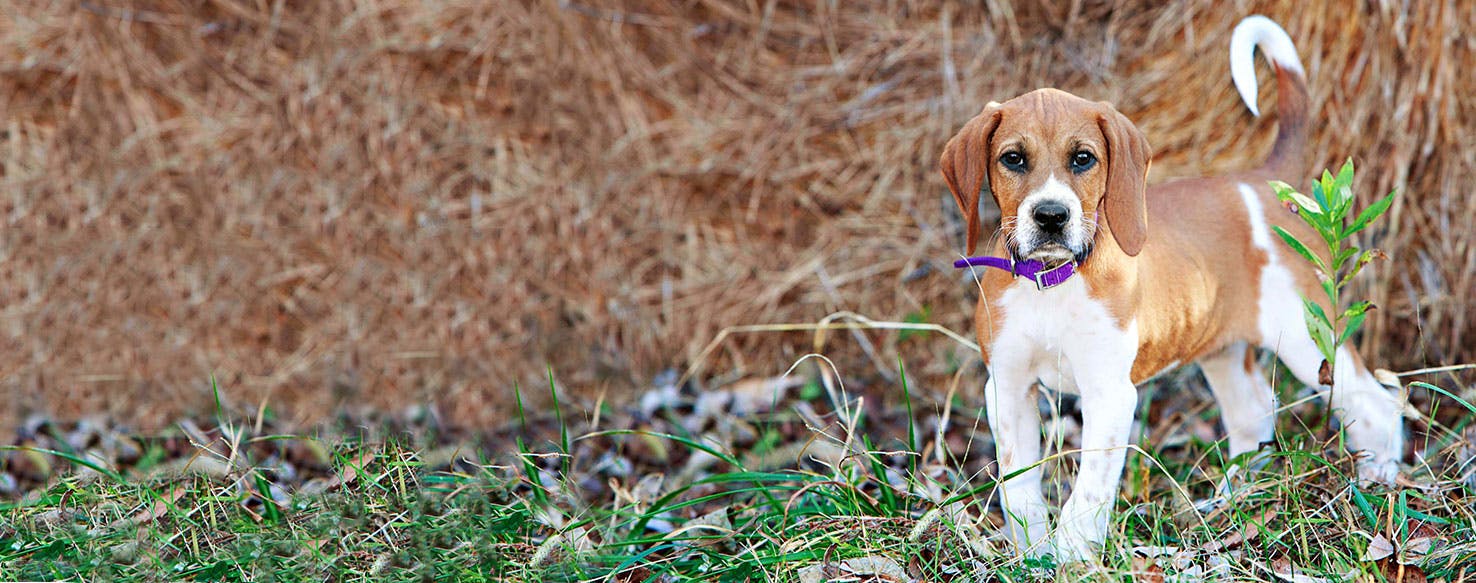 American Foxhound Dog Breed Facts And Information Wag Dog Walking