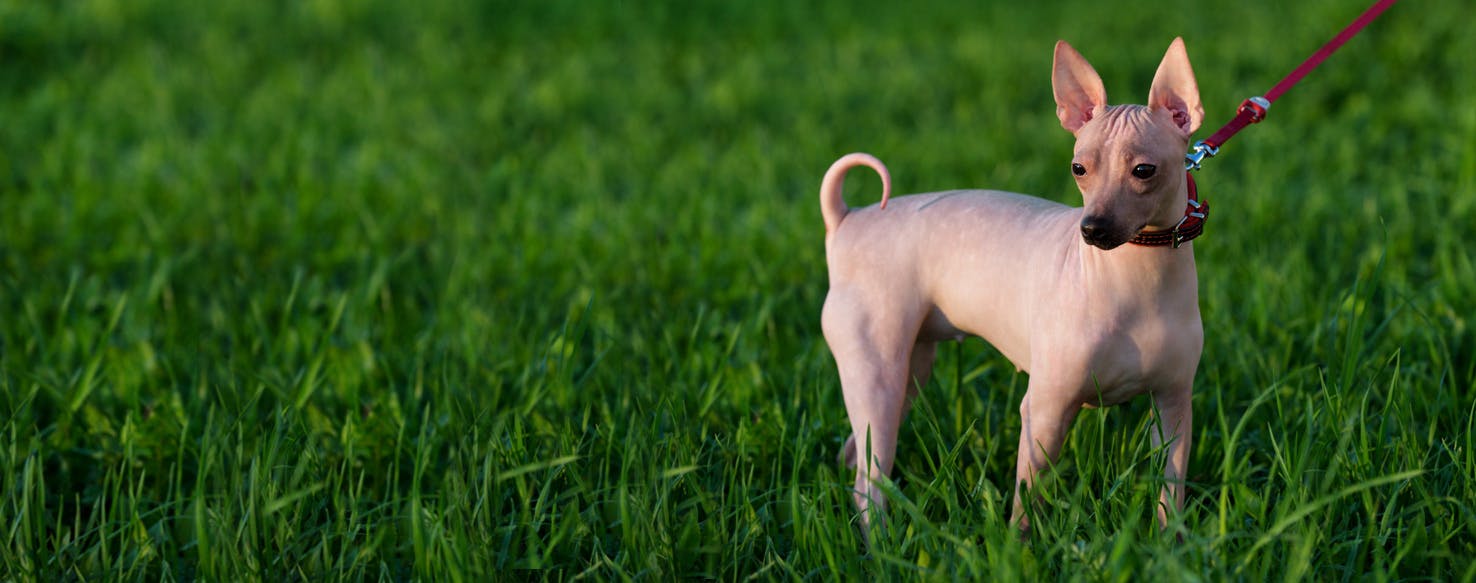 American Hairless Terrier Dog Breed Facts And Information Wag Dog Walking