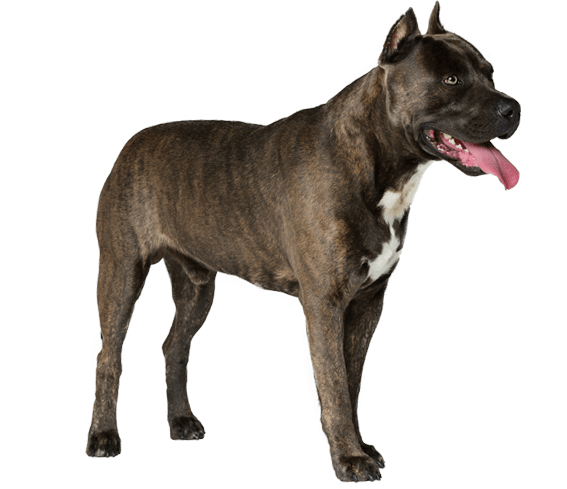 foredrag Mand flyde American Staffordshire Terrier | Dog Breed Facts and Information - Wag! Dog  Walking