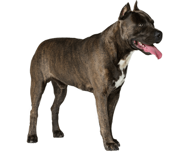 American Staffordshire Terrier Dog Breed Facts And Information Wag Dog Walking