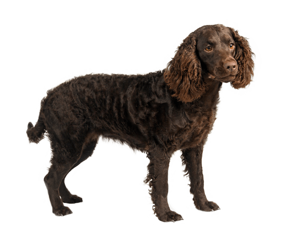 American Water Spaniel | Dog Breed Facts and Information - Wag! Dog Walking