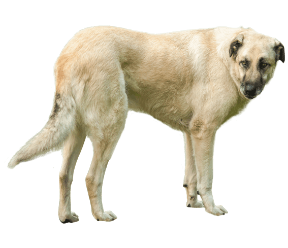 how much does a kangal dog weight