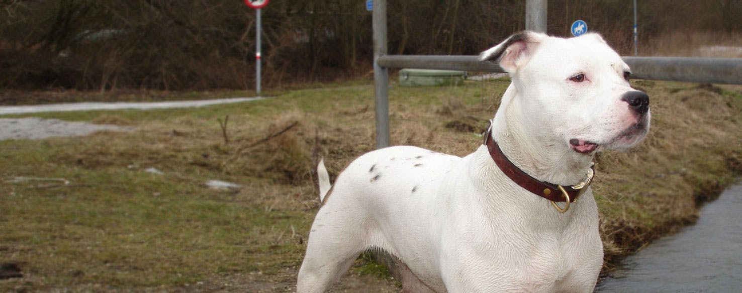 Antebellum Bulldog | Dog Breed Facts 