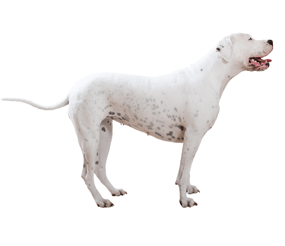 Dogo Argentino: Characteristics & Care