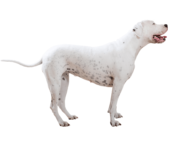 are all dogo argentine mastiffs white