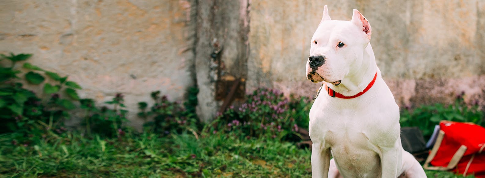 Dogo Argentino Personality Traits & Facts