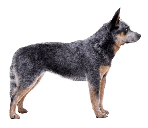 Large hot sale cattle dogs