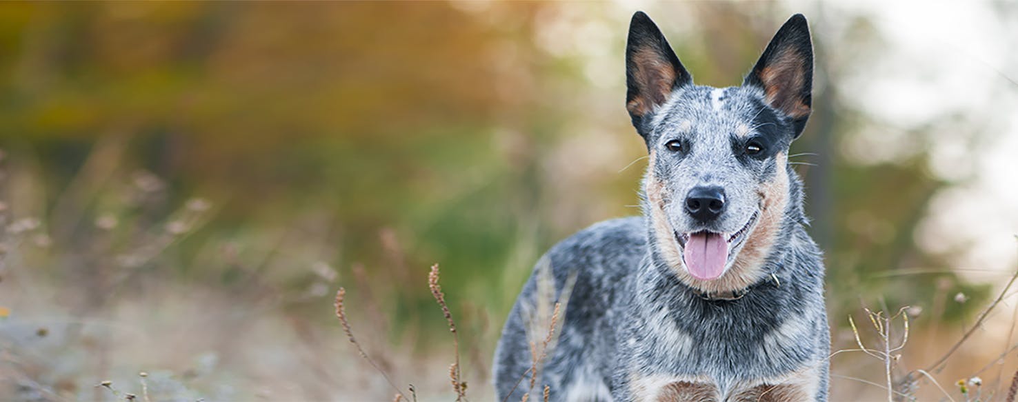 Australian Cattle Dog | Dog Breed Facts And Information - Wag! Dog Walking