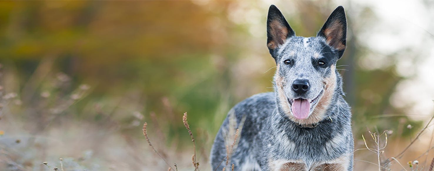 blue heeler average size