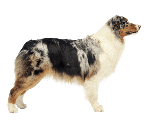 10 Australian Shepherd Mixes Eager for Both Work and Play (Okay, a