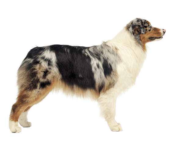 https://images.wagwalkingweb.com/media/breed/australian-shepherd/appearance/australian-shepherd.png?auto=compress&fit=max