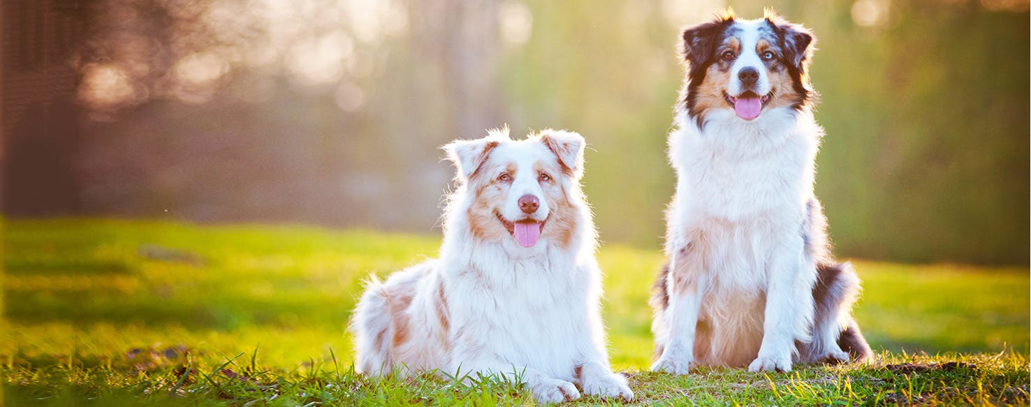 10 Australian Shepherd Mixes Eager for Both Work and Play (Okay, a Lot of  Play!)