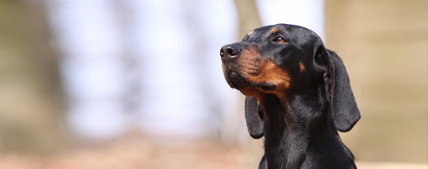 Austrian Black And Tan Hound Dog Breed Facts And Information Wag Dog Walking