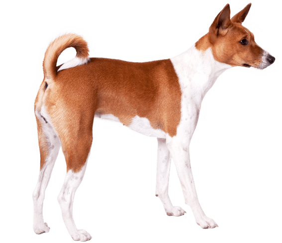 23+ Basenji Hypoallergenic Dog Breeds