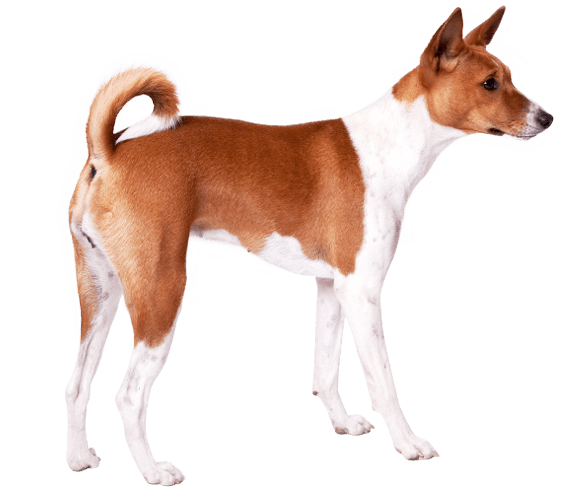 how long do basenji puppies grow