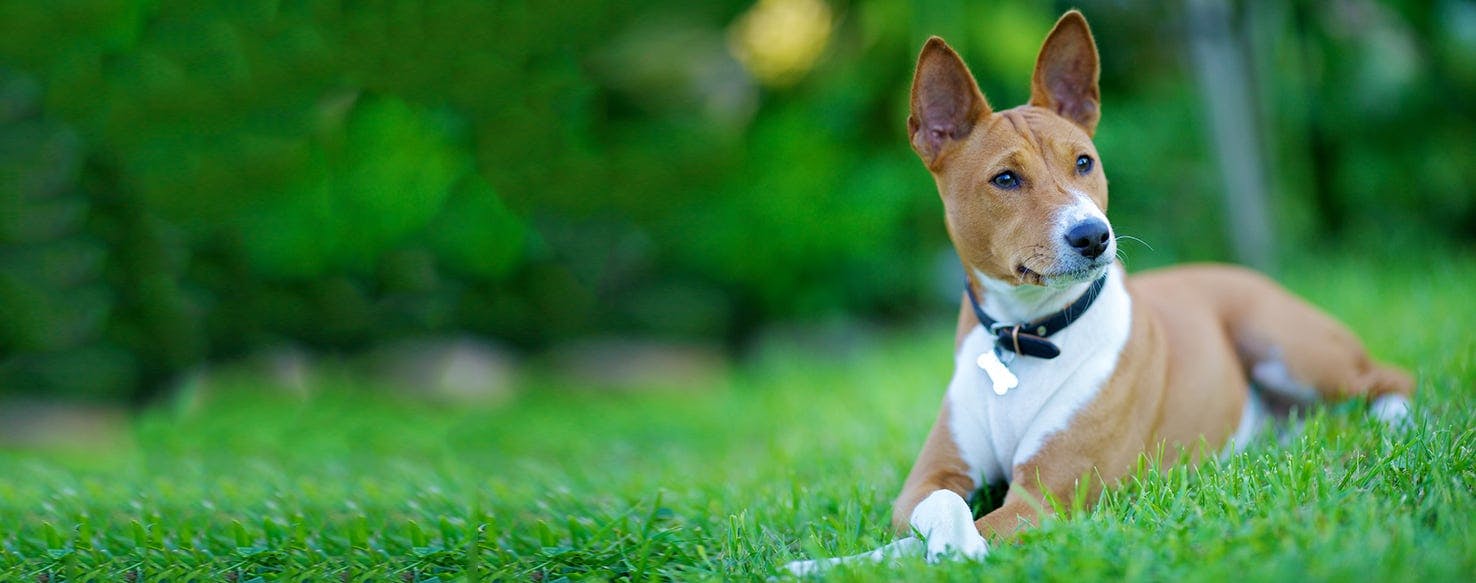 can a basenji live in netherlands