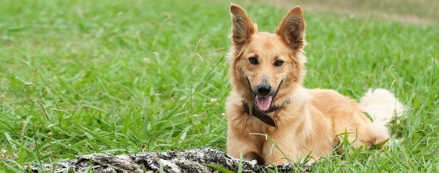 Basque Shepherd | Dog Breed Facts and Information - Wag! Dog Walking