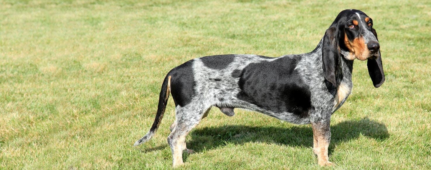 Basset Bleu De Gascogne Dog Breed Facts And Information Wag Dog Walking