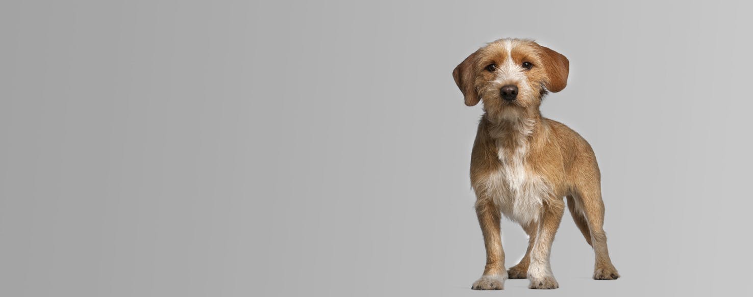 Basset Fauve De Bretagne Dog Breed Facts And Information Wag Dog Walking
