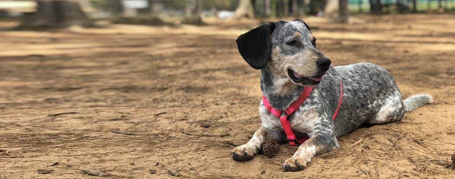 Basset hound blue heeler sales mix puppy