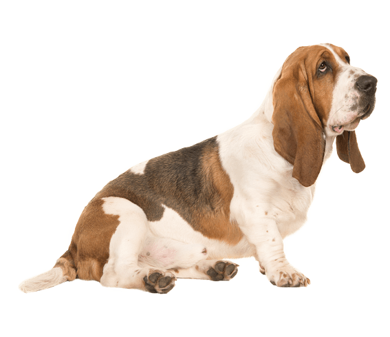 Basset Hound  Dog Breed Facts and Information - Wag! Dog Walking