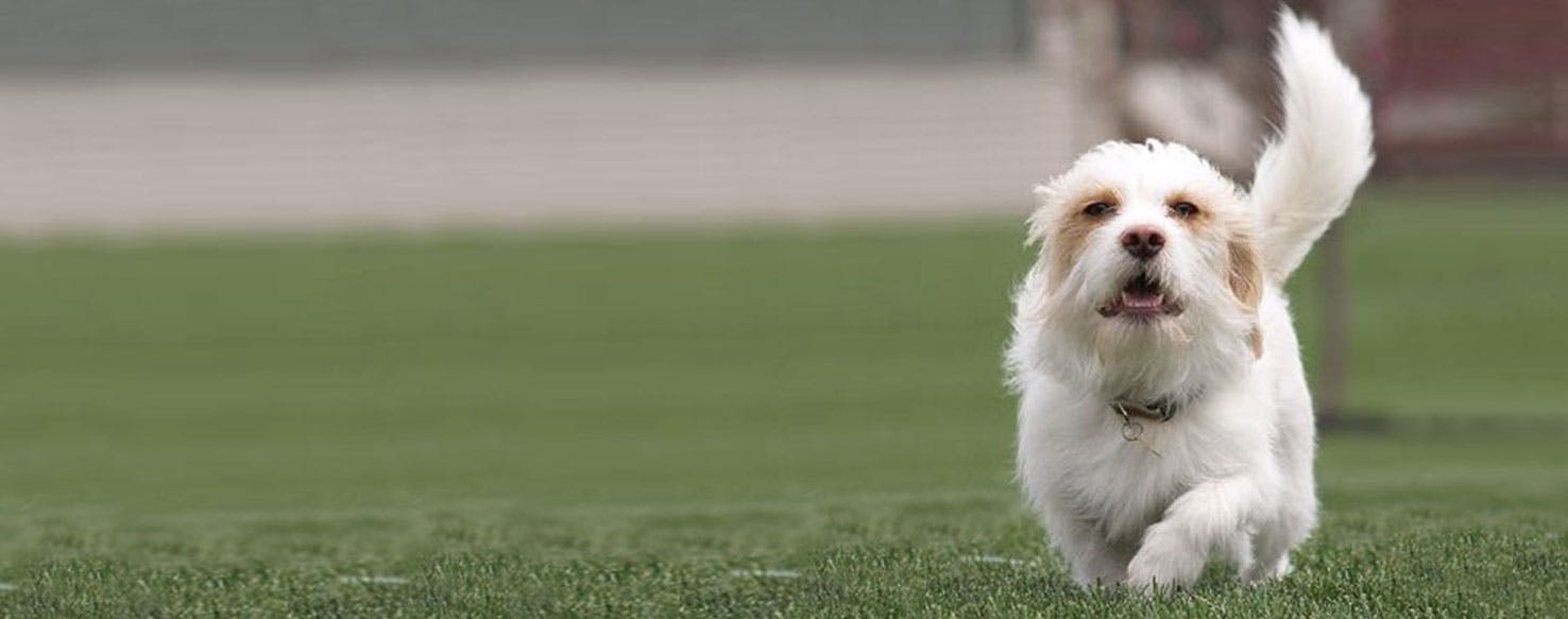 Beagle and store shih tzu mix