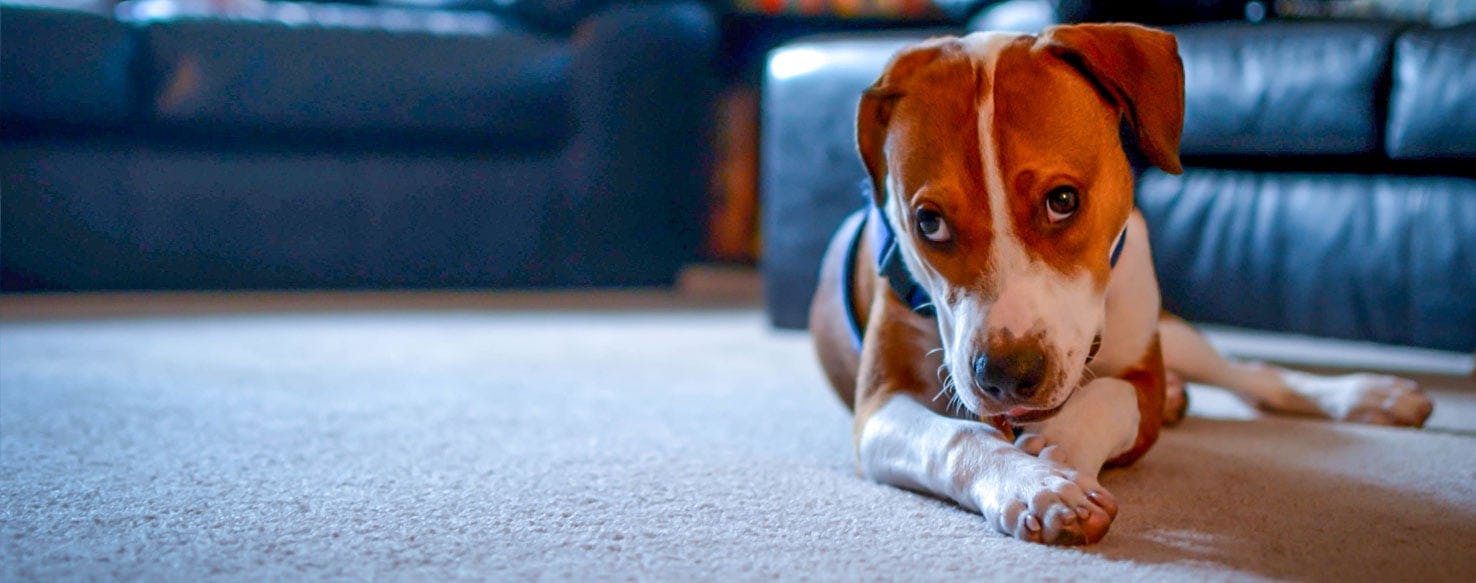 beagle and pit mix