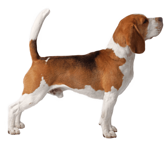 are beagles hypoallergenic dog breeds