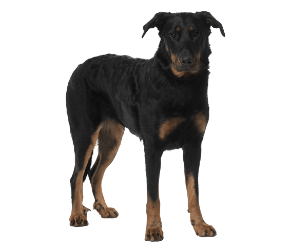 are beauceron the most intelligent dogs