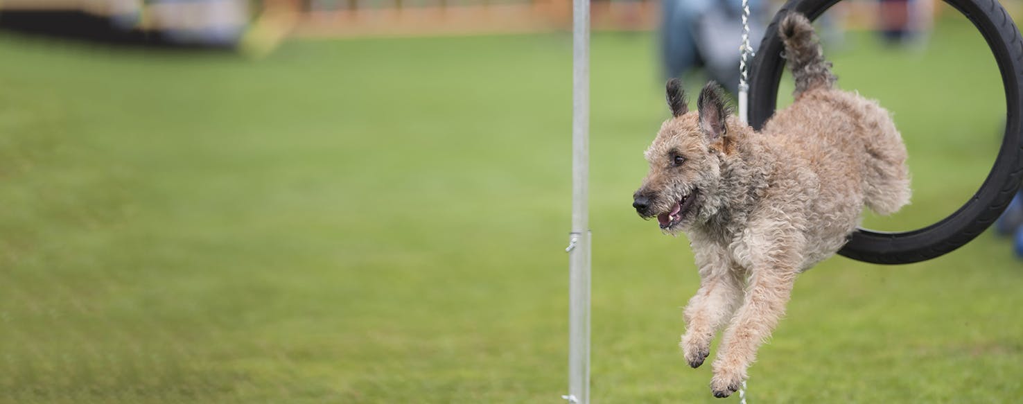 Belgian Laekenois Dog Breed Facts And Information Wag Dog Walking