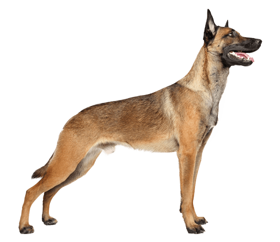 Silver sable belgian hot sale malinois for sale