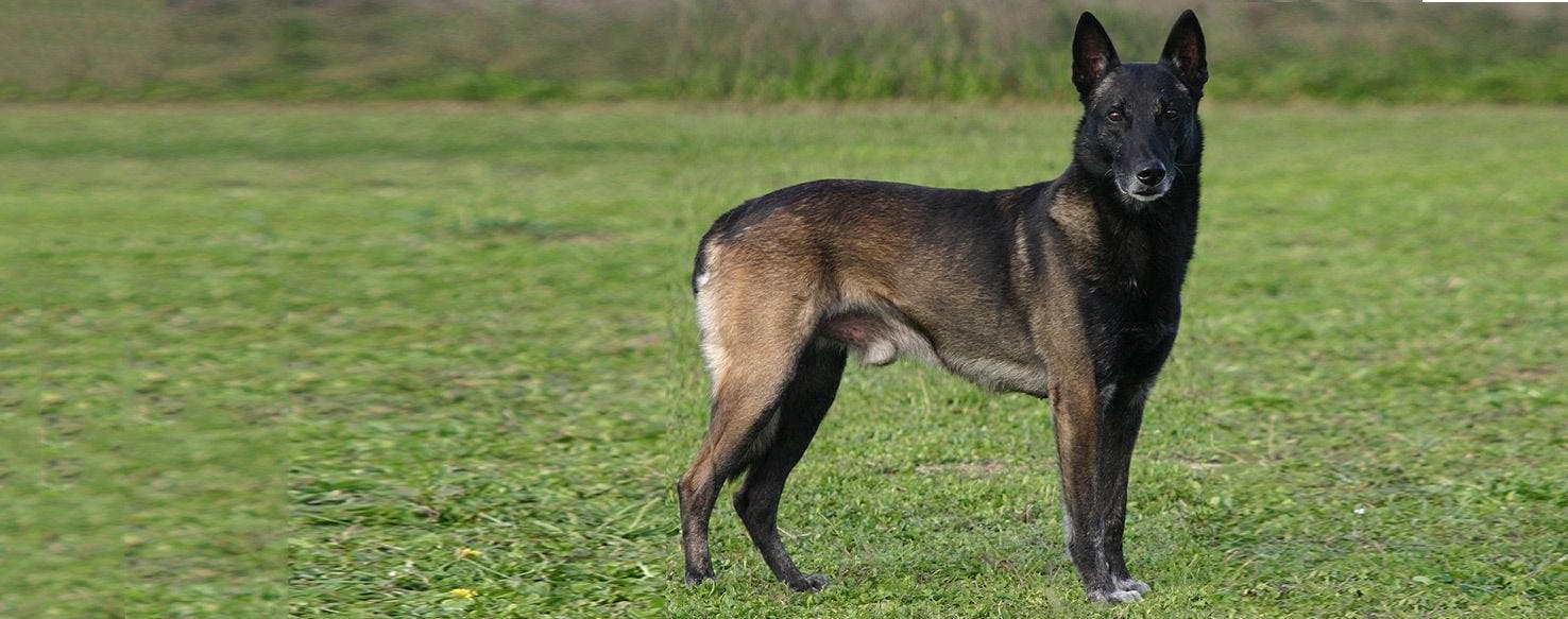 Malinois Hund Monate Alten Belgischen Schäferhund Lizenzfreie
