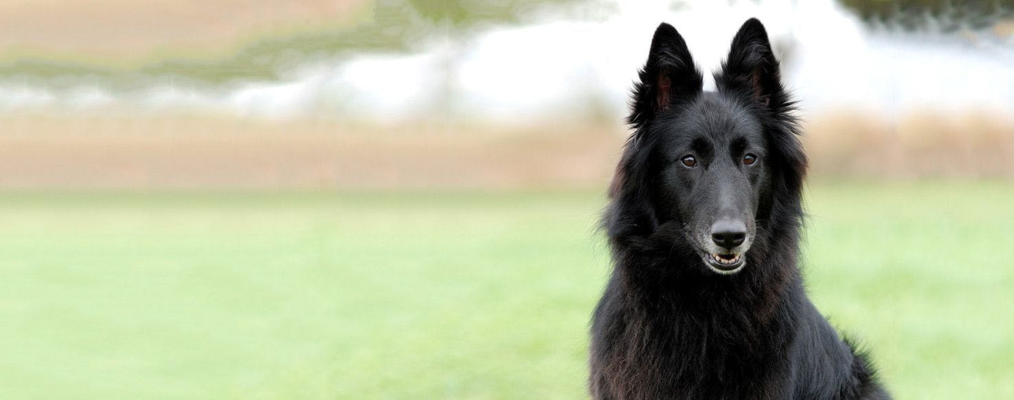 Belgian Sheepdog Dog Breed Facts And Information Wag Dog Walking