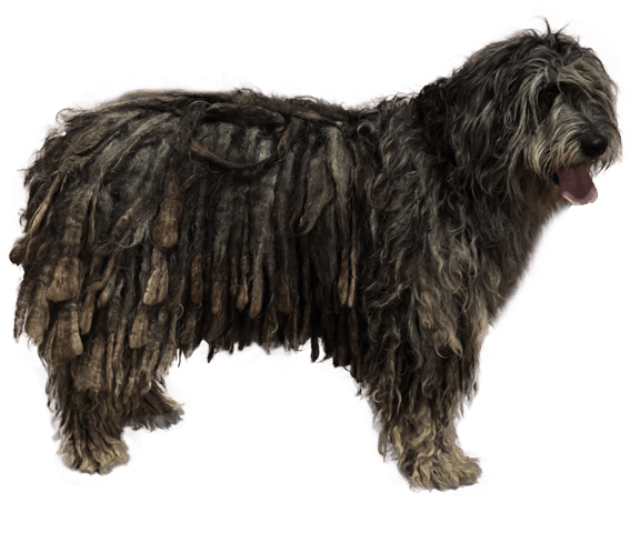 bergamasco shepherd shedding a lot