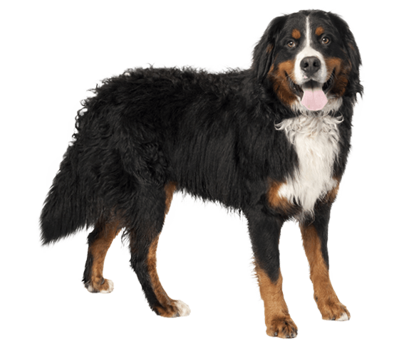 do bernese mountain dogs have curly hair 2