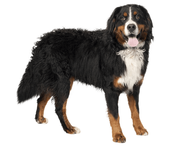 Teddy bear top kisses bernese