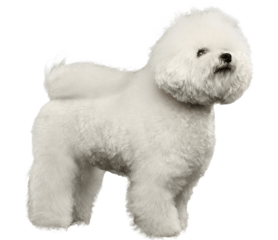 when was the bichon frise recognized