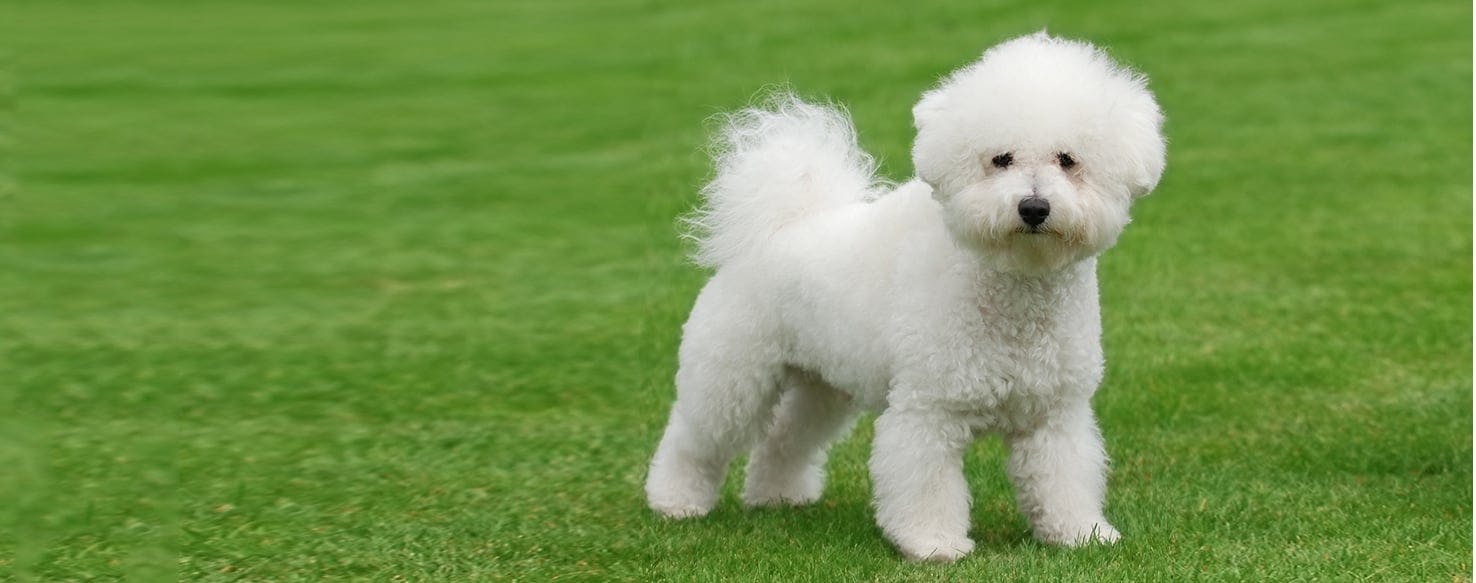 Adult Bichon Frise Puppy Cut