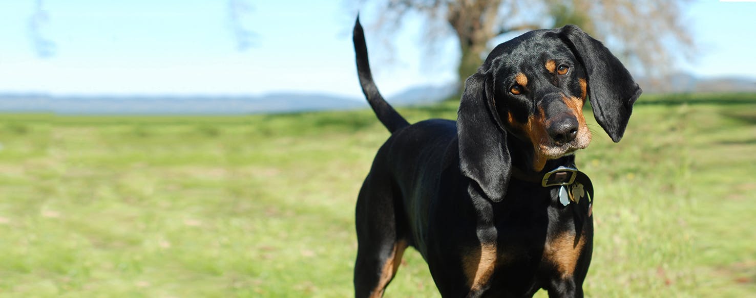 black and tan coonhound hunting