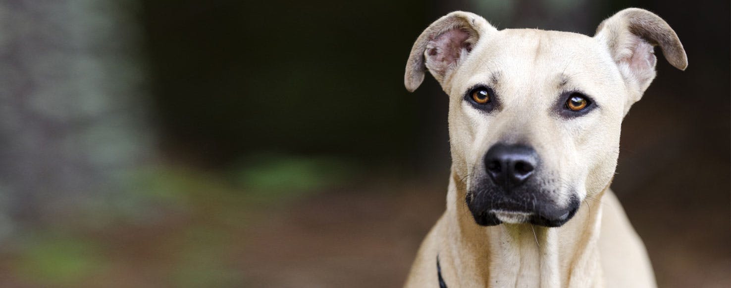 Black Mouth Cur Dog Breed Facts And Information Wag Dog Walking