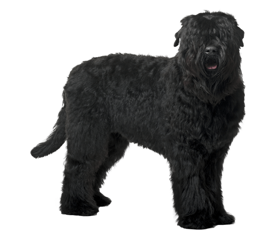 Black Russian Terrier | Dog Breed Facts Information - Dog