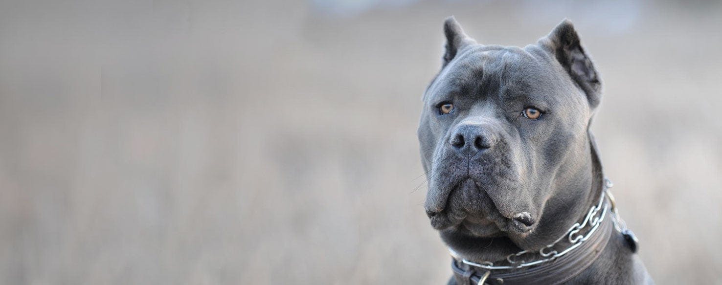 Blue Blood Cane Corso | Dog Breed Facts 