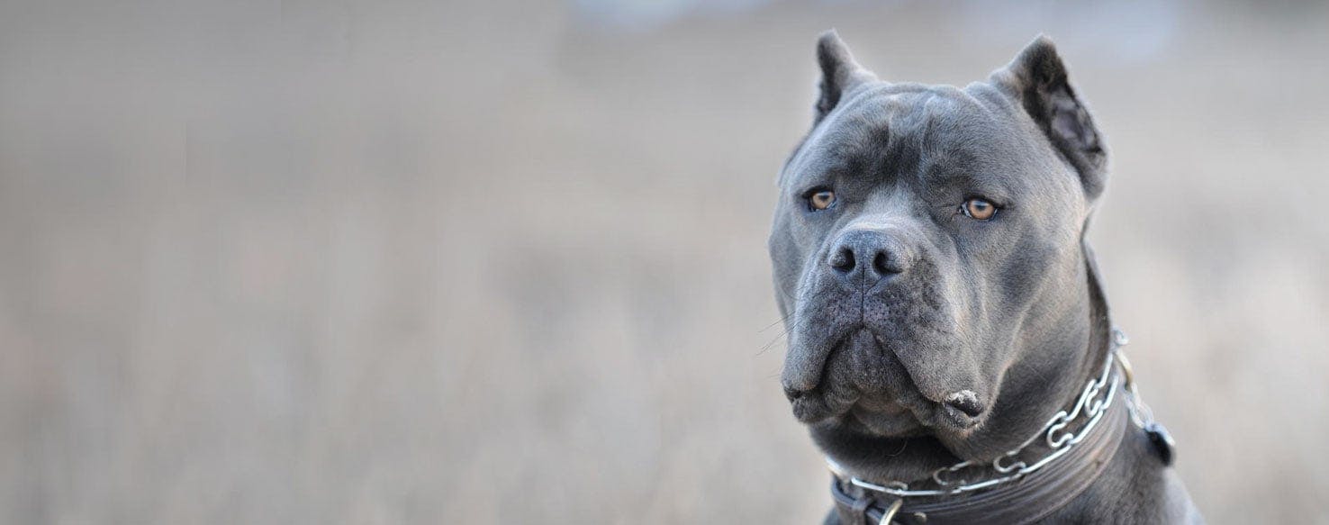 cane corso blue