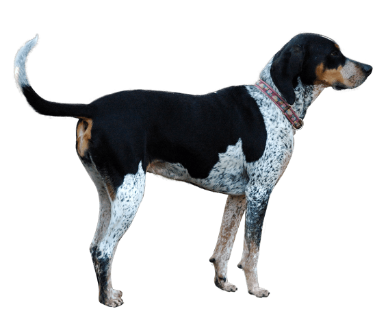 bluetick walker hound puppies