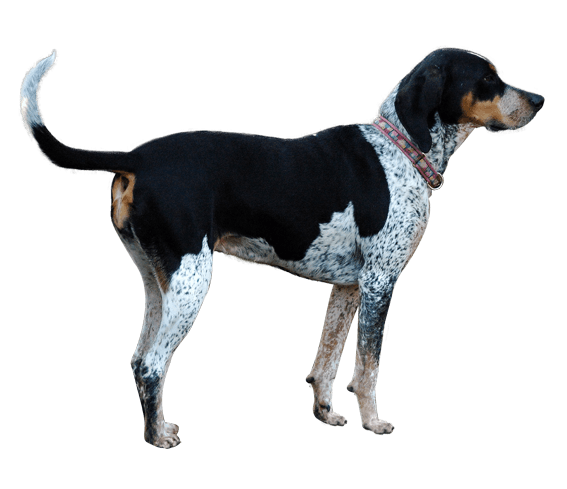 Baby blue top tick hound