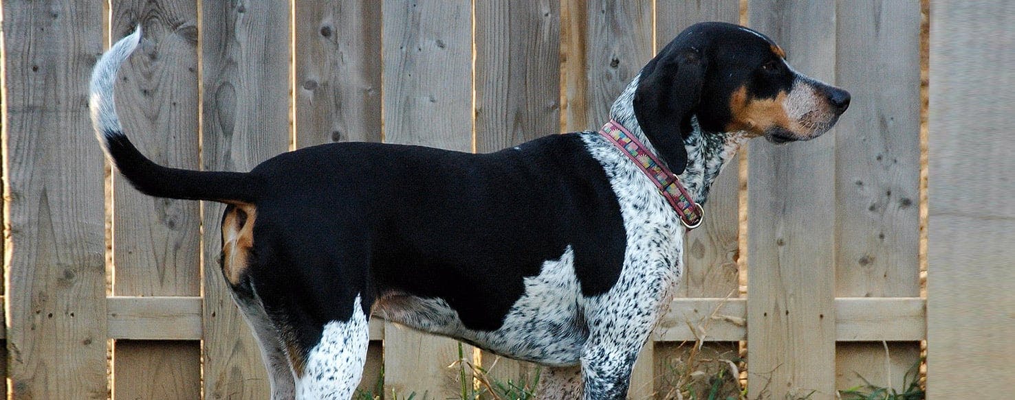 bluetick coonhounds treeing