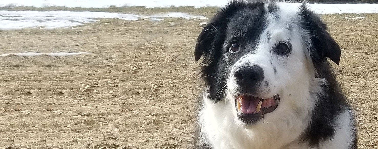 Border collie sales dalmatian mix