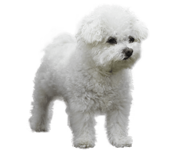 Bolognese | Dog Breed Facts and 